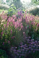 Lythrum salicaria 'Lady Sackville' and Monarda monthifolia - Merriments Gardens, East Sussex.