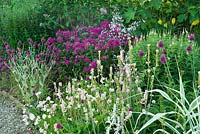 Mid-summer border with Allium sphaerocephalon and Flocks paniculata 'Starfire' at Merriments Gardens, East Sussex