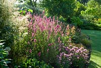 Lythrum 'Lady Sackville' and Monarda menthifolia.  Merriments Gardens, Hurst Green, East Sussex.