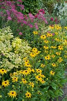 Rudbeckia 'Goldstrum'. Solidago x luteus 'Lenore', Achillea sibirica 'Summerwine' and Allium pulchellum. Merriments Gardens, Hurst Green, East Sussex.