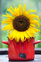 Sunflower in red saucepan