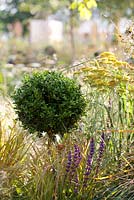 Borders includes Stipa tenuissima, Buxus sempervirens topiary, Anemanthele Lessoniana, Achillea Moonshine, Anemanthele Lessoniana, Salvia mainacht, The QEF Garden For Joy. 