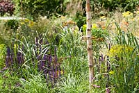 Borders includes Euphorbia Wallichii, Osteospermum Tresco Purple, Achillea Terracotta, Salvia mainacht, Allium Sphaerocephalon, Miscanthus Malepartus, Betula Nigra River Birch Tree. The QEF Garden For Joy. 