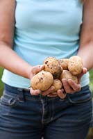 Woman holding recently dug potatoes.