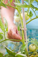 Woman removing side shoot of tomato plant.