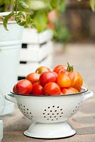 Colander of recently harvested tomatoes.