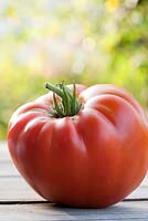 Recently harvested tomato 'Ochsenherz' syn. 'Oxheart'