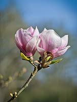 Magnolia soulangeana 'Fukuju'