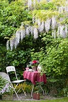 Chair and table underneath Wisteria sinensis
