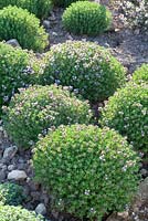 Thymus vulgaris 'Precompa'