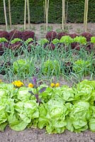 Vegetable garden with Allium cepa, Lactuca sativa 'Lollo Rosso and 'Lollo Bionda'