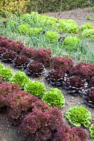 Vegetable garden with Allium cepa, Lactuca sativa 'Lollo Rosso and 'Lollo Bionda'
