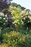 Rosa 'Goldfinch', Rosa 'Graham Thomas', Rosa 'The Pilgrim' and Potentilla fruticosa
