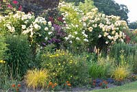 Rosa 'Goldfinch', Rosa 'Graham Thomas', Rosa 'The Pilgrim', Potentilla fruticosa and Carex