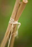 Raffia tying together bamboo support canes