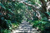 Camphor Avenue, Kirstenbosch National Botanical Garden, Cape Town, South Africa (Camphor Trees - Cinnamomum camphora) 