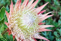 Protea cynaroides 'Elliptica', Cape Town, South Africa
