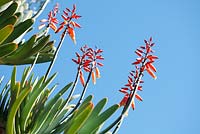 Aloe plicatilis - Fan Aloe, Cape Town, South Africa