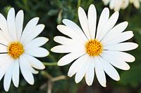 Dimorphotheca pluvialis 'Flat White' - Cape Daisy or Rain Daisy, Cape Town, South Africa