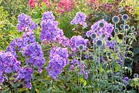 Phlox paniculata 'Lilac Time' with Echinops ritro 'Veitchs Blue'