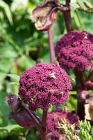 Angelica gigas covered in honey bees, bumble, bees and hoverflies, England, UK