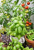 Various varieties of container grown basil in the greenhouse alongside tomatoes.