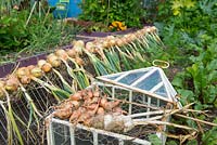 Maincrop onions lifted and drying on wire frames, with shallots drying on wire netting over an old victorian lantern cloche.