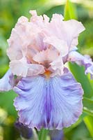 Iris barbata 'Florentine Silk'