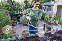Woman watering trug in small suburban garden