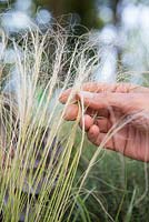 Woman feeling Stipa tenuissima - Ponytail Grass