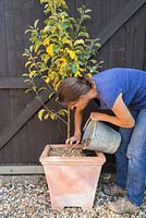 Step by Step - Adding new compost and gravel to Apple 'Egremont Russet'