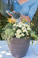 Step by Step - Autumnal container of Chrysanthemum, Leucothoe 'Scarletta', Capsicum annuum 'Medusa', Variegated ivy and Sedum