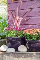 Step by Step - Autumnal container of Cordyline 'Cherry Sensation' and Chrysanthemum