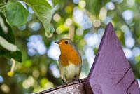 European Robin - Erithacus rubecula perched on a wendyhouse