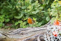 European Robin - Erithacus rubecula perched on a piece of driftwood