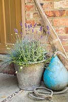 Seaside pot (Lavender 'Hidcote', Erigeron 'Profusion', Festuca, Cineraria and Limonium)