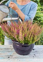 Step by Step - Planting a container of Erica gracilis 'Margarethe'