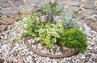 Step by Step - Creating a Herb Wheel container using Thyme 'Archer's Gold', Thyme 'Foxley', Curry plant - Helichrysum serotinum, Pineapple Mint - Mentha suaveolens 'Variegata' and Salvia officinalis 'Purpurascens'