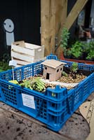 Pothole gardening at Dalston Flower Show at the Dalston Eastern Curve Garden.  Chelsea Fringe 2013 - still life of miniature garden in a crate