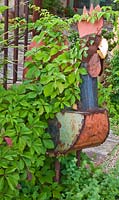 Parthenocissus quinquefolia with rusty metal cockerel sculpture