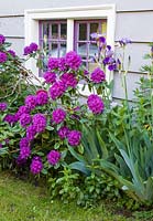 Rhododendron cv and Bearded Iris cv growing in border outside house 