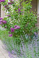 Nepeta x faassenii 'Walker's Low' with Syringa cv in border outside house 