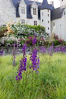 Campanula rapunculus - Chateau du Rivau, Loire Valley, France, 