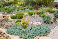 Senecio, Anigozanthos, Carex, Nolina, Agave, Aloe and Lampranthus in Mediterranean style gravel garden