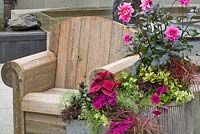 Wooden chair with containers planted with Dahlia, Heuchera, Hebe, Osteospermum, Alternanthera, Thymus, Petunia, Coleus and Carex 