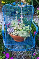 Mixed container on metal chair with Echeveria 'Afterglow', Sempervivum, Sedum, Kalanchoe and Echeveria elegans 