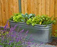 Bush Beans, Cabbage, Lettuce and Rosmarinus in metal container