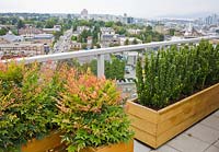 Euonymus japonicus 'Green Spire' and Nandina domestica in wooden planters with views across town