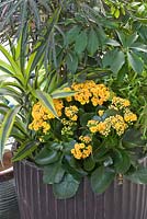 Dracaena deremensis 'Lemon and Lime', Kalanchoe and Aralia in container