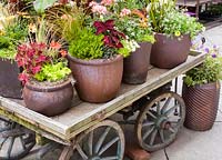 Large display of plants in containers on old wooden cart. Coleus, Deschampsia, Pelargonium, Tanacetum, Carex, Sagina, Ajuga, Euphorbia and Calibrachoa 